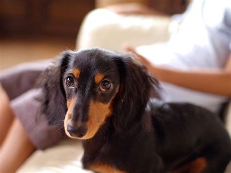 Cute Puppy Dogs: long haired dachshund puppy