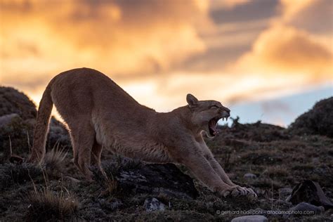 Wildlife of Patagonia Chile and Argentina – atacamaphoto