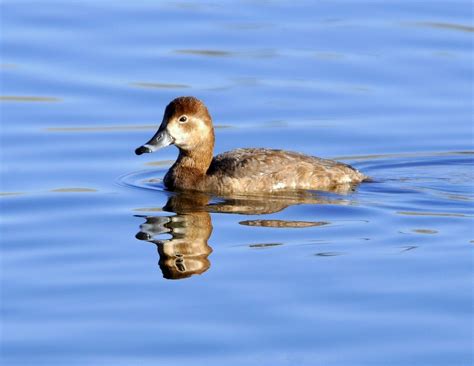 Ring-necked Duck – Female | Albuquerque, New Mexico | March, 2011 ...