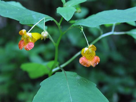 Wildflower: Spotted Touch-Me-Not (Impatiens capensis),