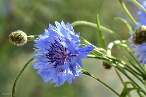 Cornflower Picture - Image Abyss