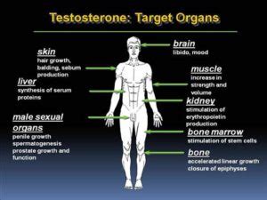 TRT Benefits vs Risks - ExcelMale