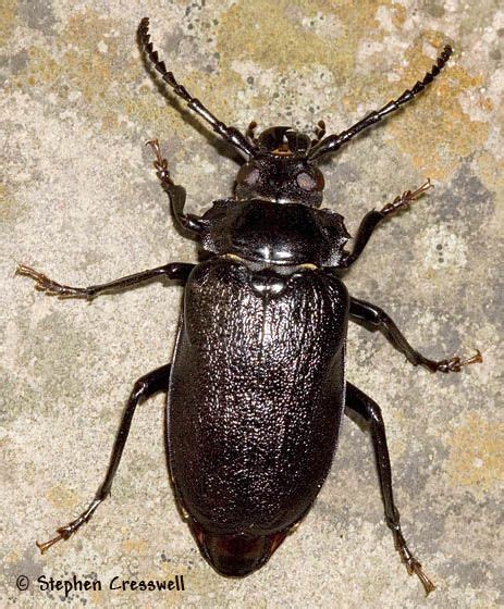 Giant Cerambycidae (long-horned beetle) - Prionus laticollis (broad-necked root borer)- female ...