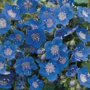 Blue Phacelia | Flower seeds, Annual plants, Miniature fairy gardens