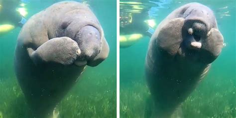 Watch This Adorable Baby Manatee Scratch An Itch On His Face - The Dodo