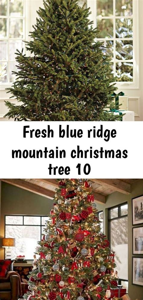 Fresh blue ridge mountain christmas tree 10 | Christmas tree design ...