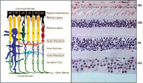 1 Layers of the retina. (a) A scheme illustrating the layers of the ...