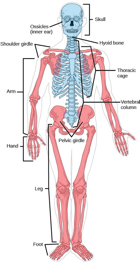 Musculoskeletal System · Concepts of Biology