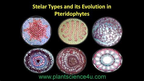 Types of Stele and its Evolution in Pteridophytes - YouTube