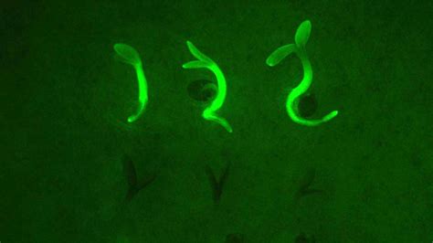 Plant Transformation Lab