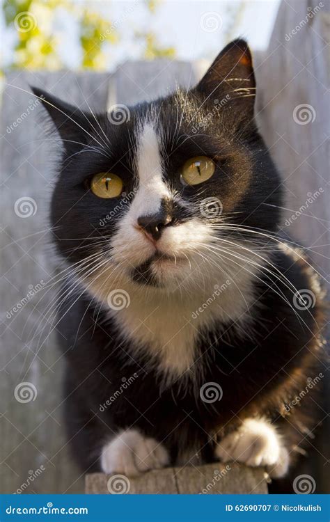 Black Cat Walking on the Fence Stock Image - Image of cute, animal ...