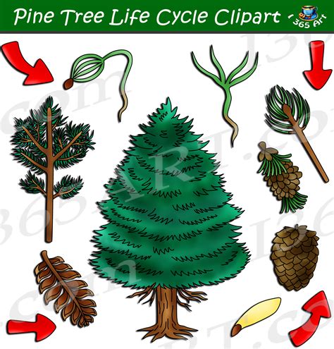 Pine Tree Life Cycle Clipart Set Download - Clipart 4 School