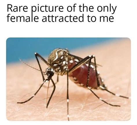 Mosquito bad : r/memes