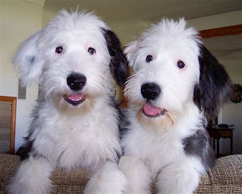 Sheepdog Breeds: Nice and Playful Dog - Dog Breeders Guide