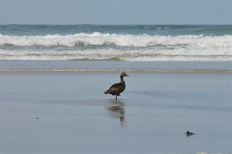 Duck on the beach in Saligo Bay, Isle of Islay | Islay Pictures Photoblog