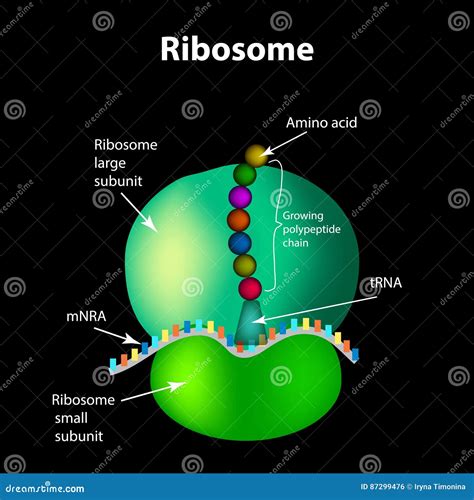 Ribosome Cartoon Vector | CartoonDealer.com #54691349