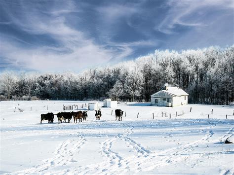 Amish School and Friends. Photograph by Robert Gardner