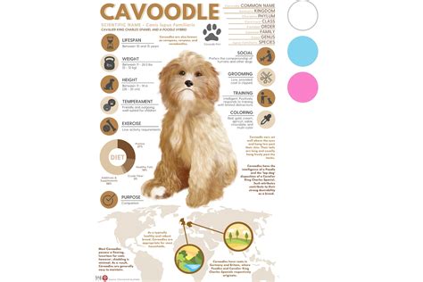 Cavoodle cavapoo Print Dog Infographic Poster Ft. Original | Etsy