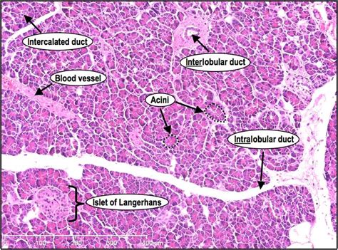 Corte De Pancreas Histologia