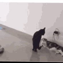 Cat On Roomba Gif GIFs | Tenor