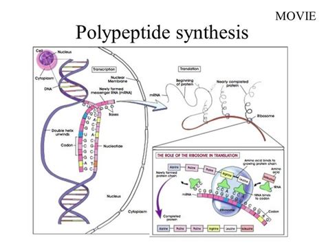 Image result for polypeptide synthesis | Biology lessons, Biology ...