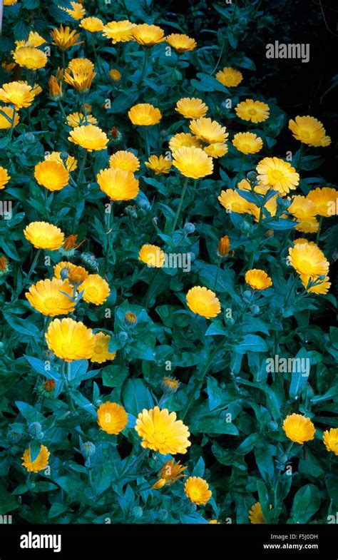 Close-up of yellow marigolds Stock Photo - Alamy