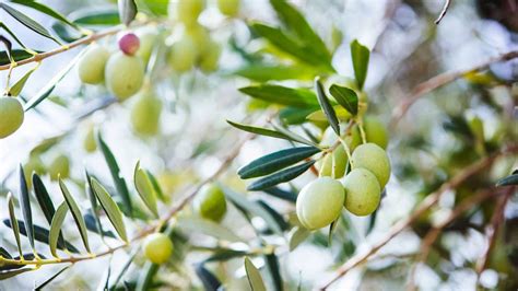 Different Types of Olive Trees to Grow in The United States - The ...