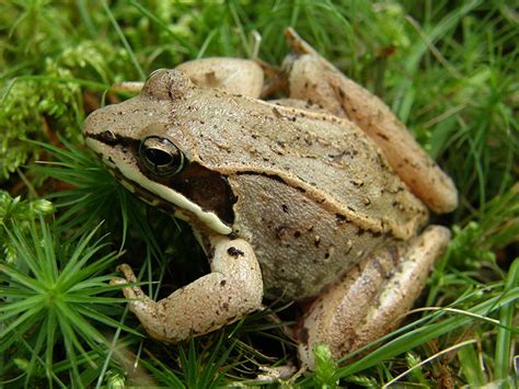 Wood Frog- Lithobates sylvatica | Wildlife Journal Junior