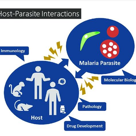 | Host-parasite interactions in malaria. | Download Scientific Diagram