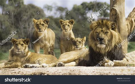 69,190 Lions Pride Images, Stock Photos & Vectors | Shutterstock