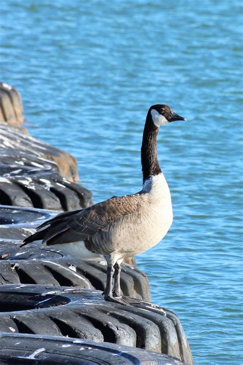 Canada Goose Floating On Tires Free Stock Photo - Public Domain Pictures