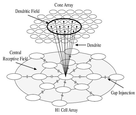 A schematic diagram of synergistic center-surround receptive field ...