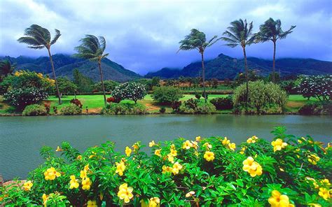 Download Yellow Flower Tropics Forest Mountain Palm Tree Tree Lake Flower Tropical Nature ...