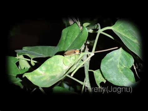 Firefly( Jugnu) insect #insect,#fly - YouTube