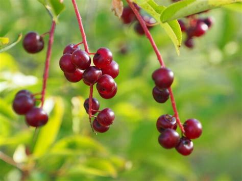 Premium Photo | A bunch of red berries on a tree