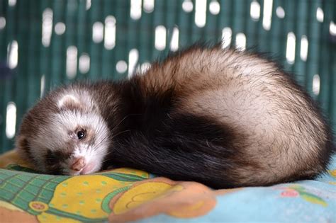 Ferret Care Services | Exotic Animal Hospital of Orlando