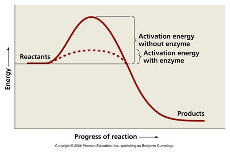 What Does The Graph Indicate About Enzymes