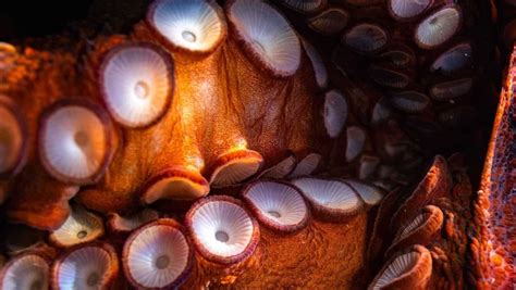 Here's Everything You Want To Know About Octopus Suckers! - OctoNation ...