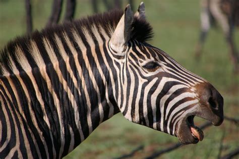 Kwagga! | (Well, actually, Zebra -- the Kwagga/Quagga is ext… | Flickr