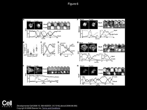 An Elmo-like Protein Associated with Myosin II Restricts Spurious F ...