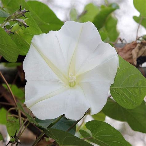 moonflower seed - Google Search | Moonflower vine, Moon flower, Flower ...