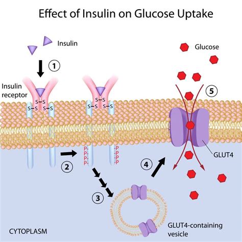 Effect Of Insulin On Glucose Uptake Stock Vector - Illustration of endocrine, action: 26951611