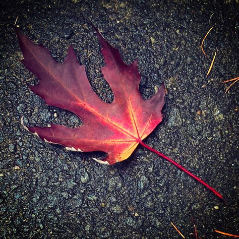Red Autumn Leaf 2016 | Red Autumn Leaf 2016 | Lisa Shambrook | Flickr
