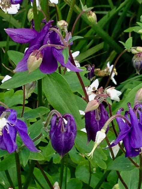 Aquilegia-vulgaris-3997 | Online Flower Garden