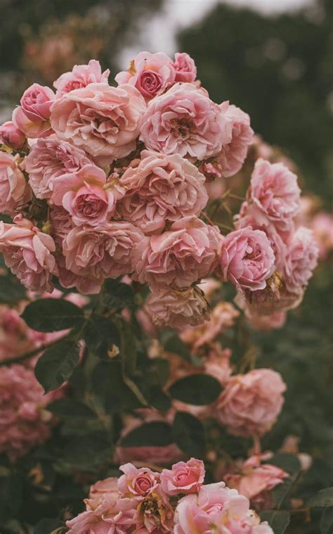 Pin by ruthi rr on Τοπία in 2020 | Pink flowers wallpaper, Pink flowers photography, Flower ...