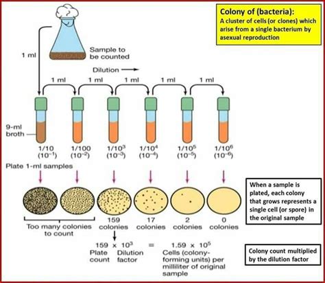 Very serial diluting | Science biology, Teaching biology, Medical ...