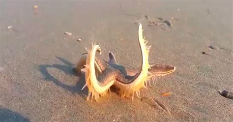 Ever Wonder How Starfish Walk? - Wow Video | eBaum's World