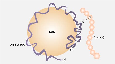 Lipoprotein(a) and Lipoprotein X – Biochemistry Basics by Dr. Amit Maheshwari