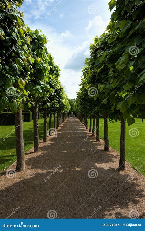 Lime tree walk stock image. Image of grass, court, green - 31763641