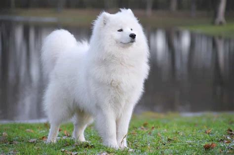 Tìm Hiểu Về Giống Chó Samoyed | Mua Bán - Bảng Giá - Tính Cách Kinh Nghiệm Nuôi